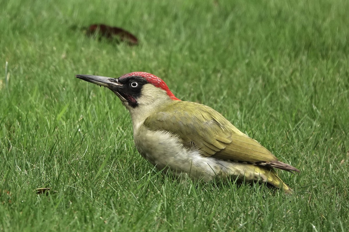 Eurasian Green Woodpecker (Eurasian) - ML614820771