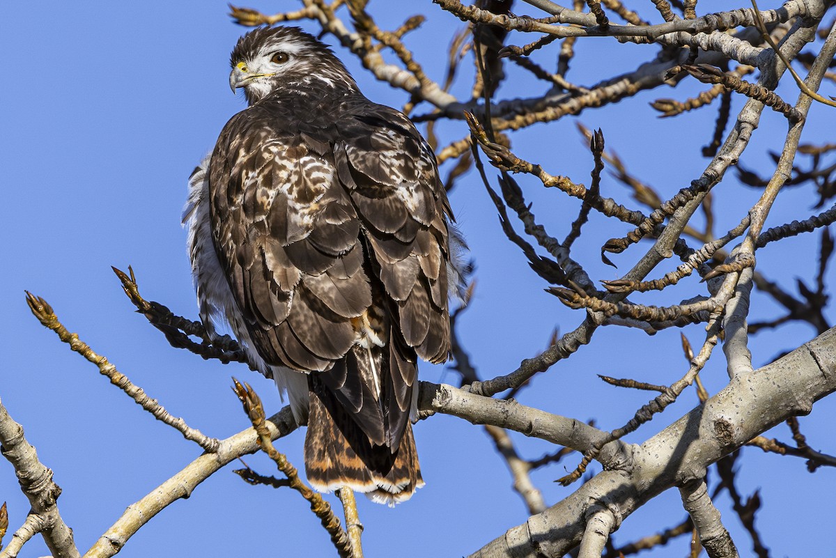 Red-tailed Hawk (Harlan's) - ML614820787