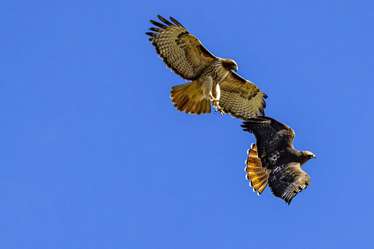 Red-tailed Hawk - ML614820809