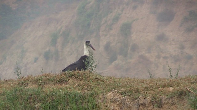 Asian Woolly-necked Stork - ML614820902