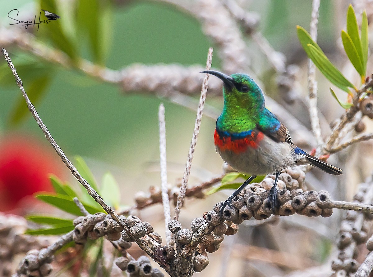 Southern Double-collared Sunbird - ML614820945