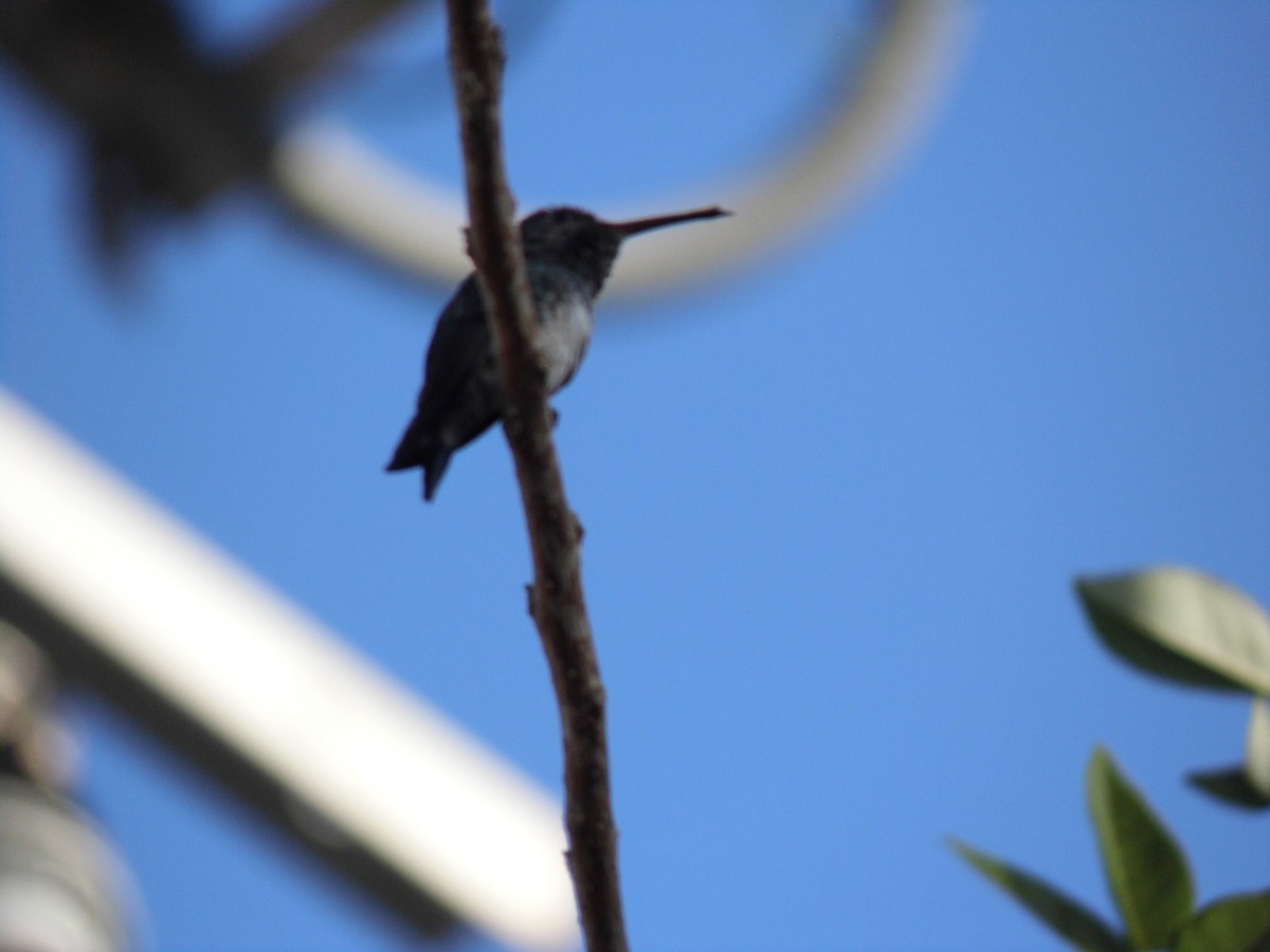 Sapphire-bellied Hummingbird - ML614821011