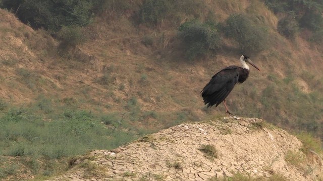 Asian Woolly-necked Stork - ML614821091