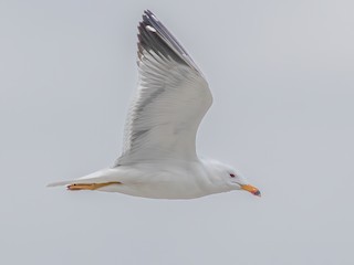  - Armenian Gull