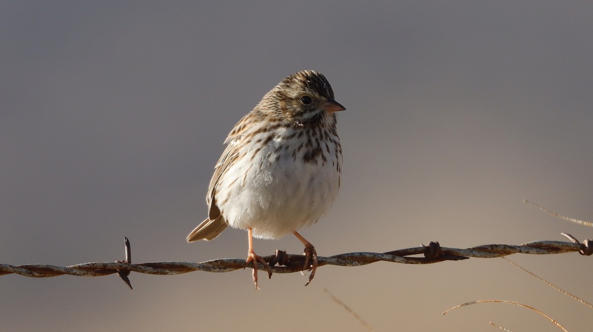 Savannah Sparrow - ML614821314