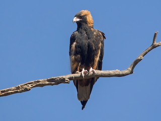  - Black-breasted Kite