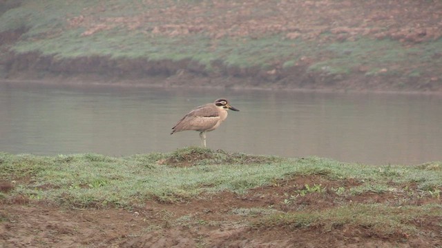 Great Thick-knee - ML614821430