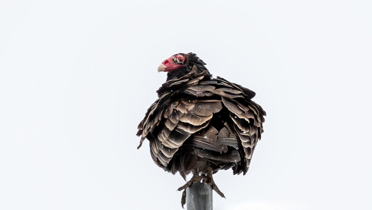 Turkey Vulture - ML614821573
