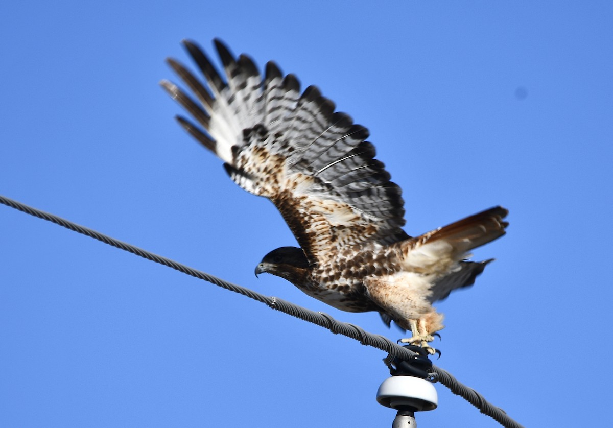 Red-tailed Hawk (abieticola) - ML614821597