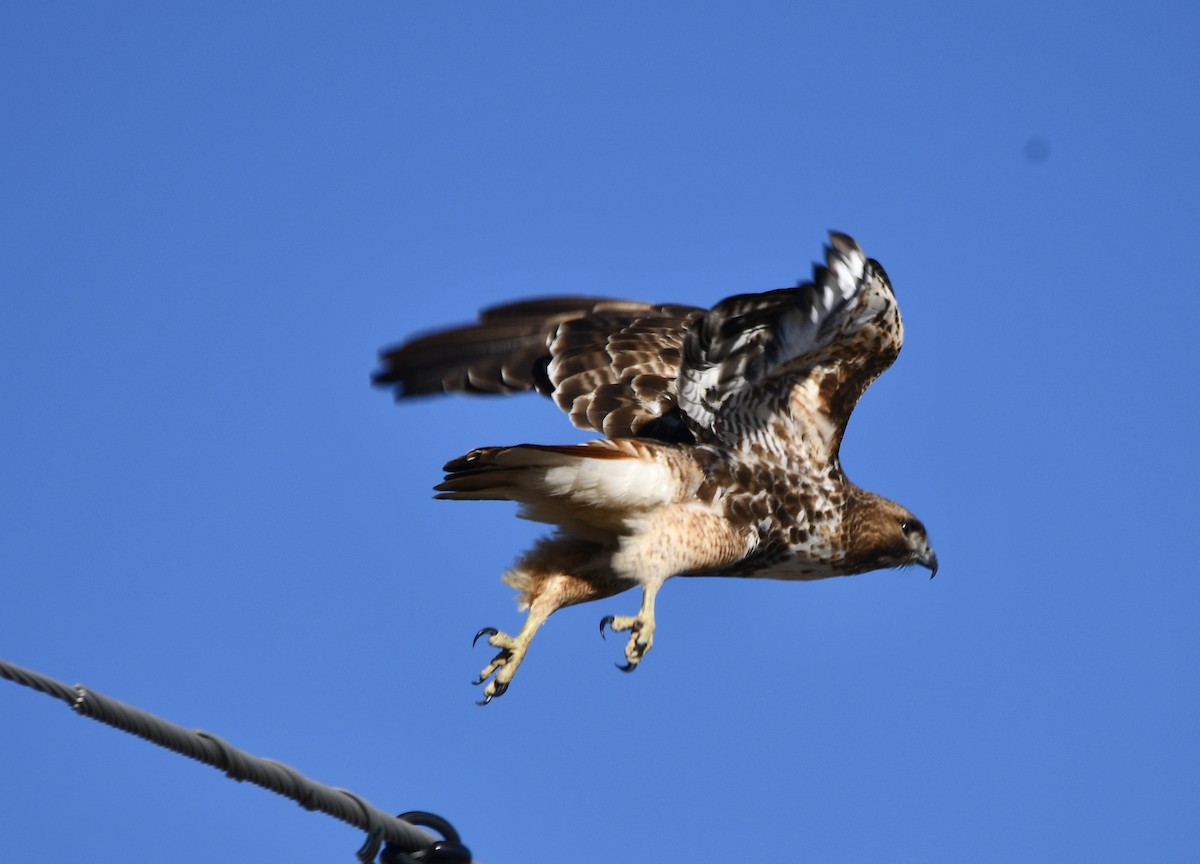 Red-tailed Hawk (abieticola) - ML614821599