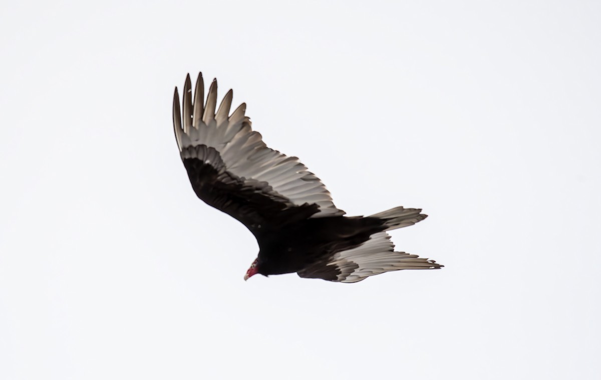 Turkey Vulture - ML614821722