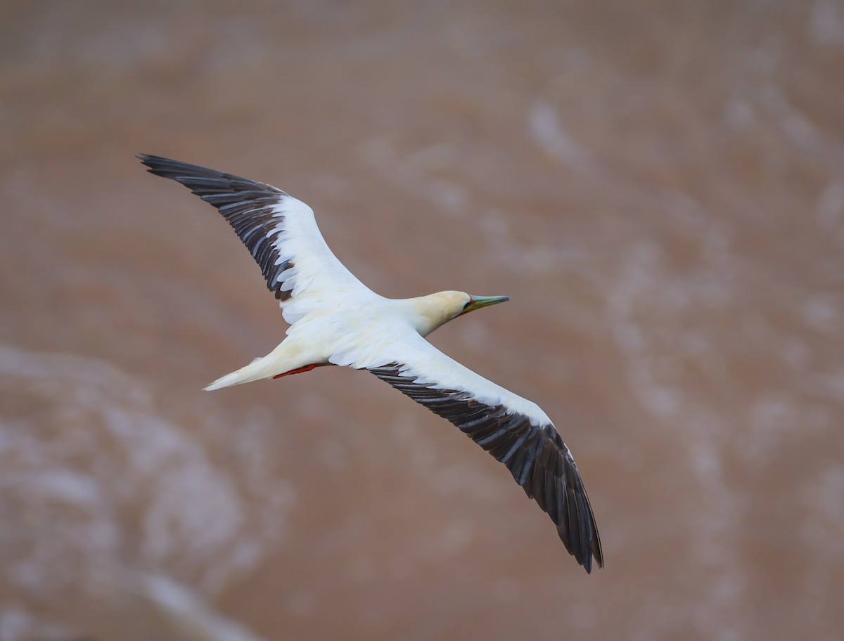Red-footed Booby - ML614821761