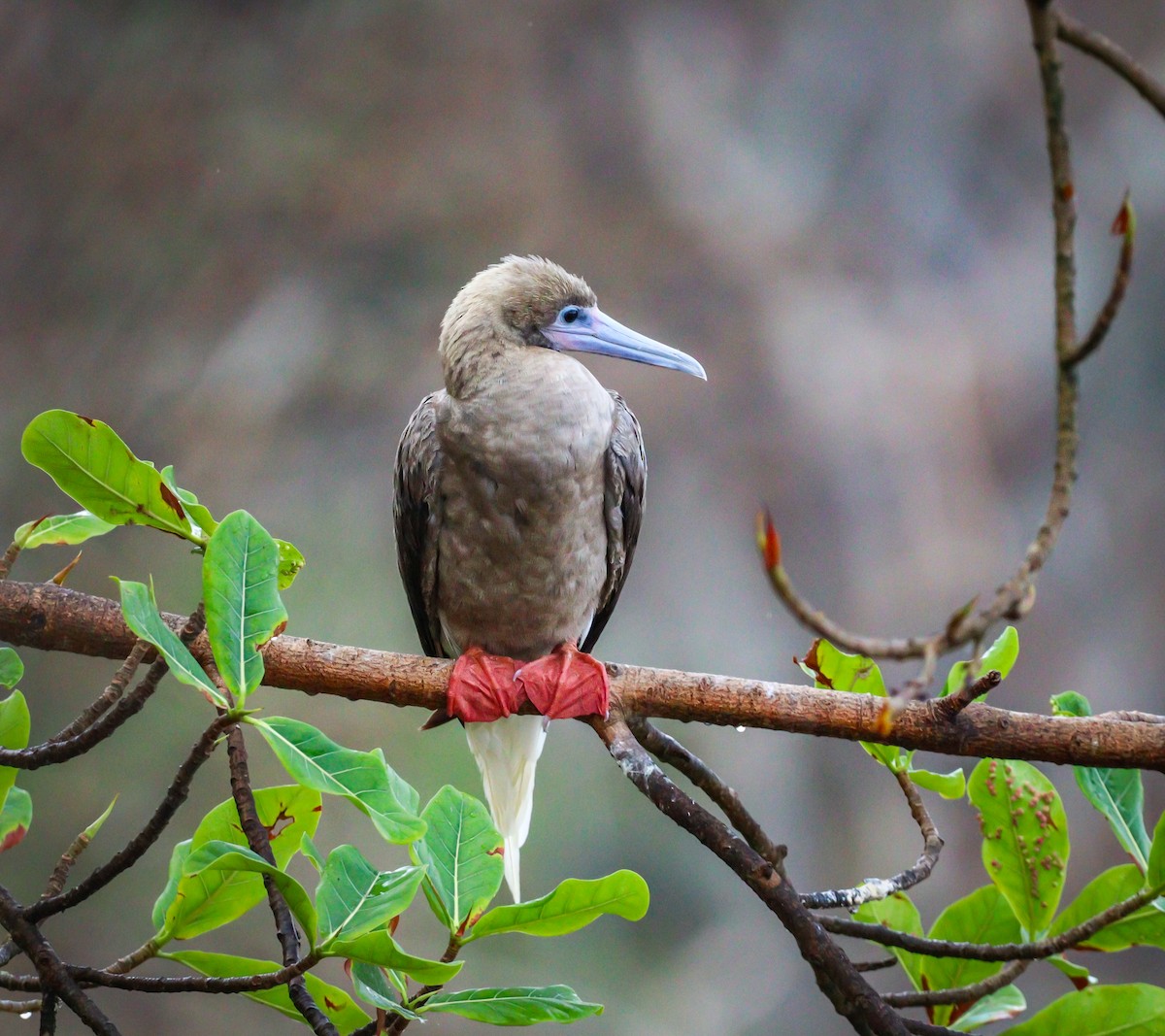 Red-footed Booby - ML614821762