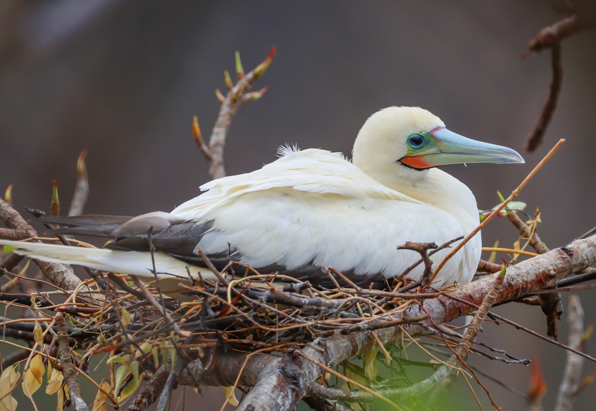 Red-footed Booby - ML614821764