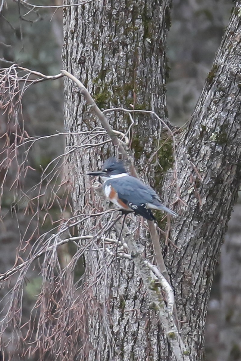 Belted Kingfisher - ML614821812