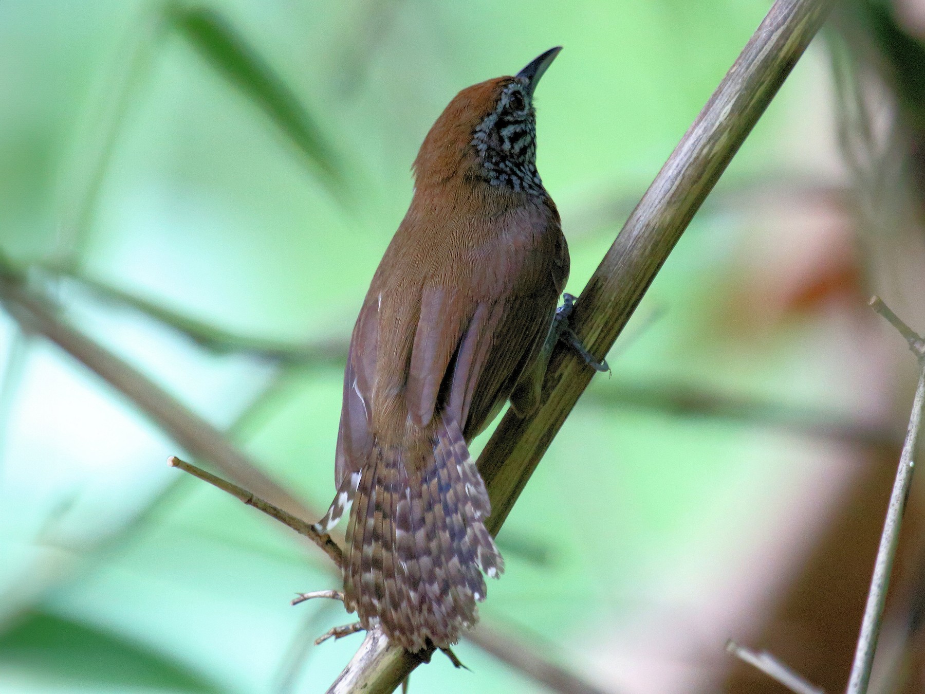 Rufous-breasted Wren - Stan Lilley