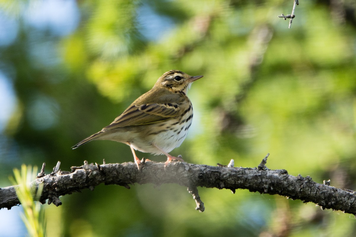 Olive-backed Pipit - ML614822079