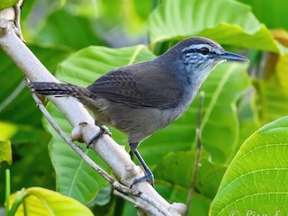  - Canebrake Wren