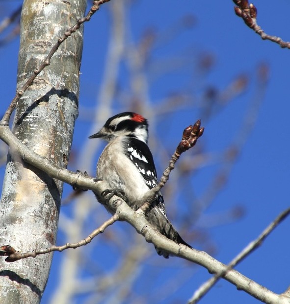 Downy Woodpecker - ML614822310