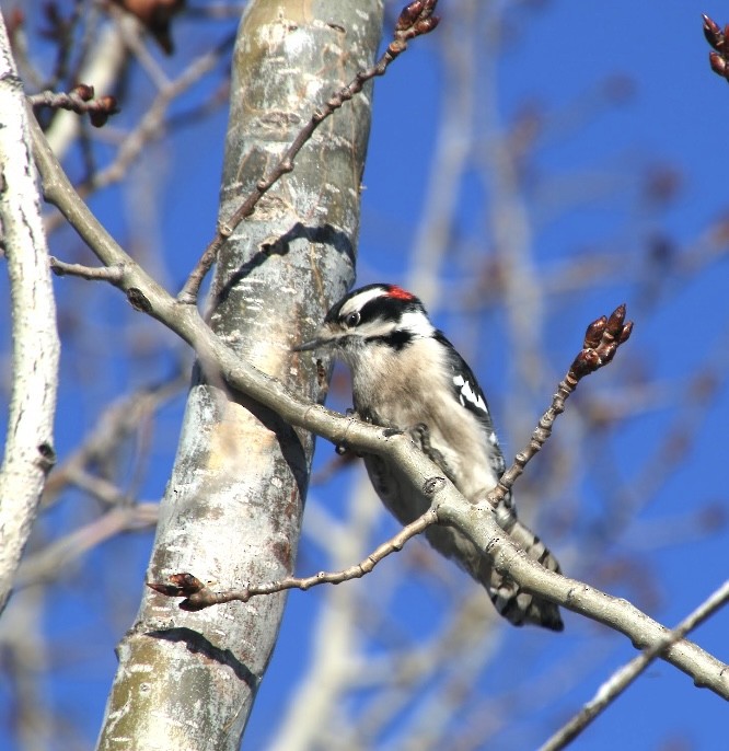 Downy Woodpecker - ML614822311