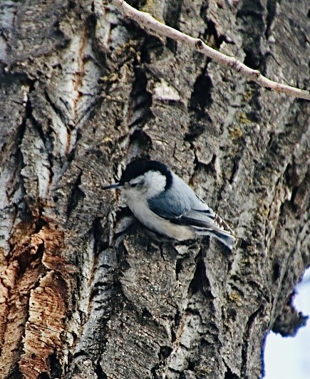 White-breasted Nuthatch - ML614822340