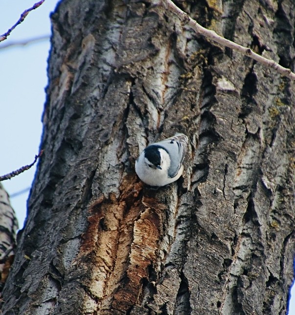 White-breasted Nuthatch - ML614822341
