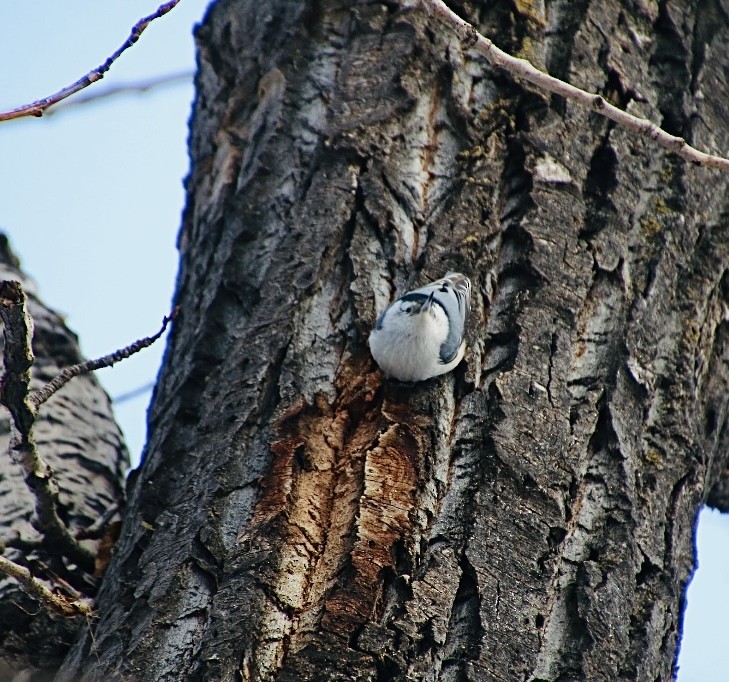 White-breasted Nuthatch - ML614822342