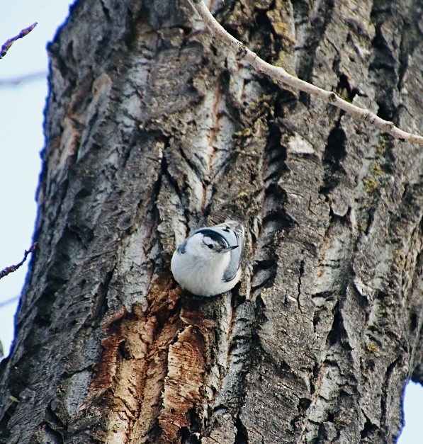 White-breasted Nuthatch - ML614822343