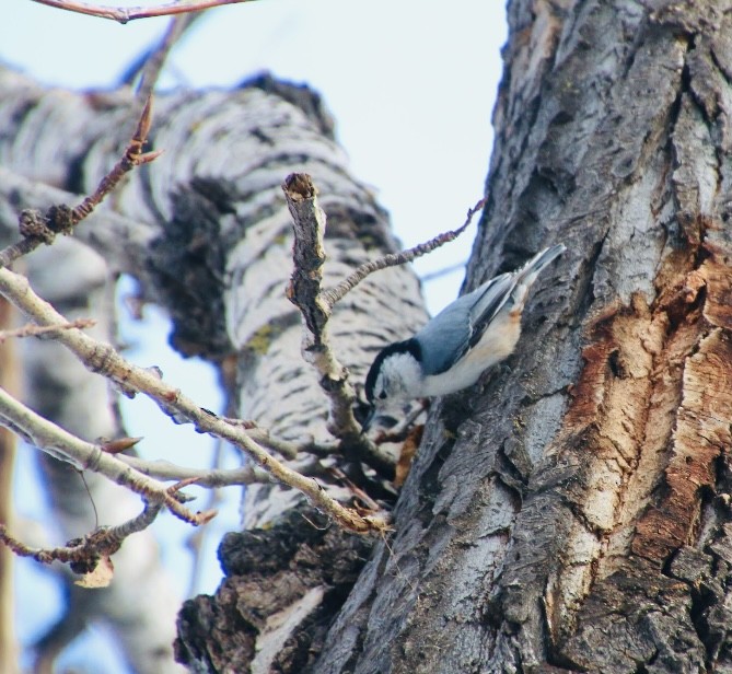 White-breasted Nuthatch - ML614822344