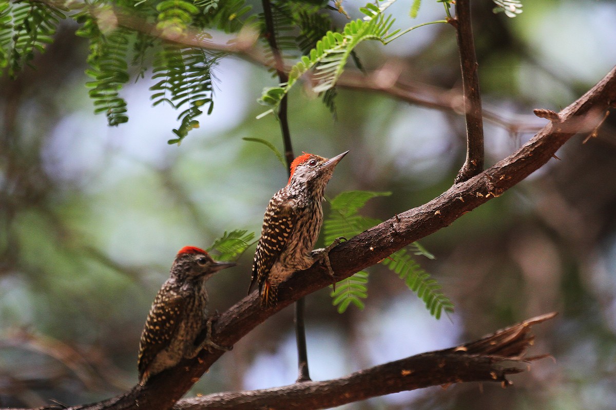 Cardinal Woodpecker - Eduardo Soler