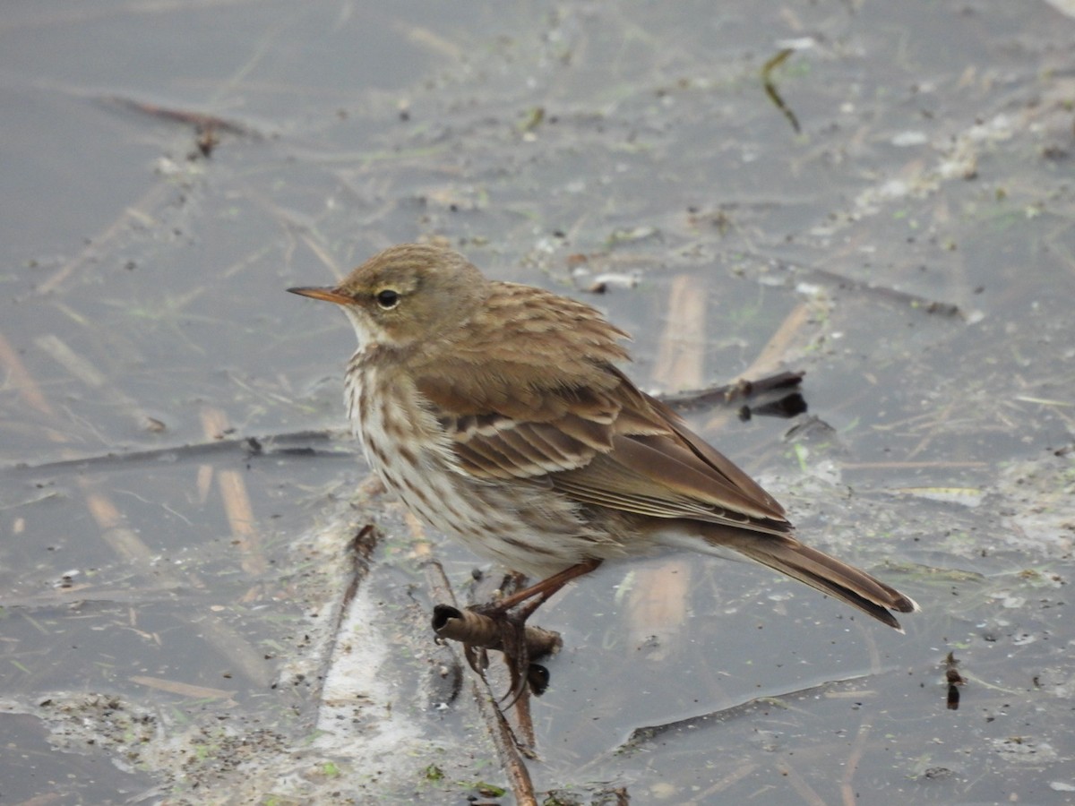 Water Pipit - ML614822478