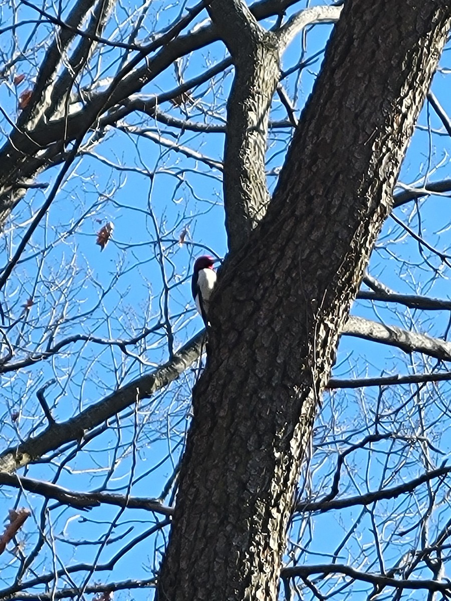 Red-headed Woodpecker - ML614822665