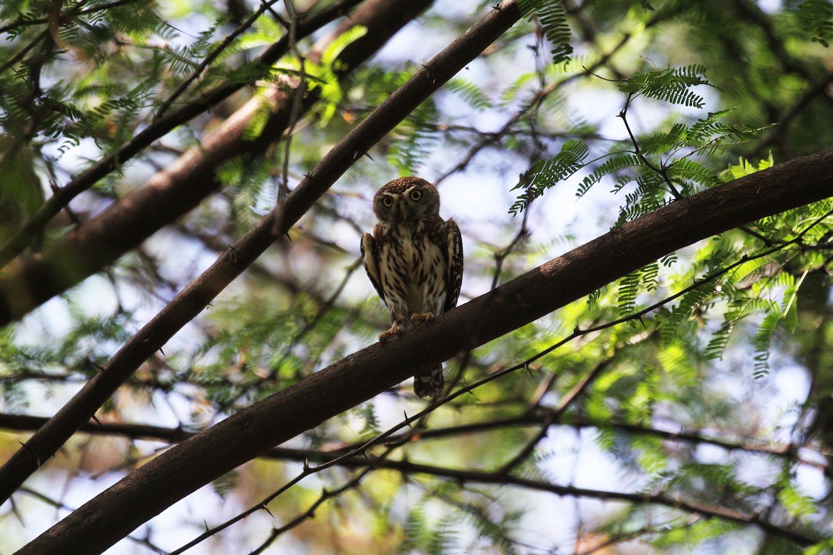 Pearl-spotted Owlet - ML614822704