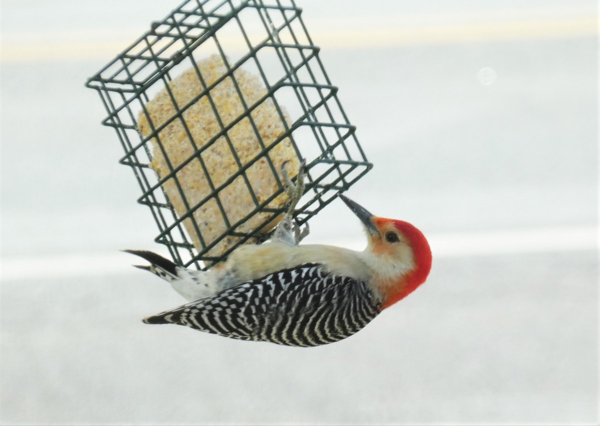 Red-bellied Woodpecker - ML614822715