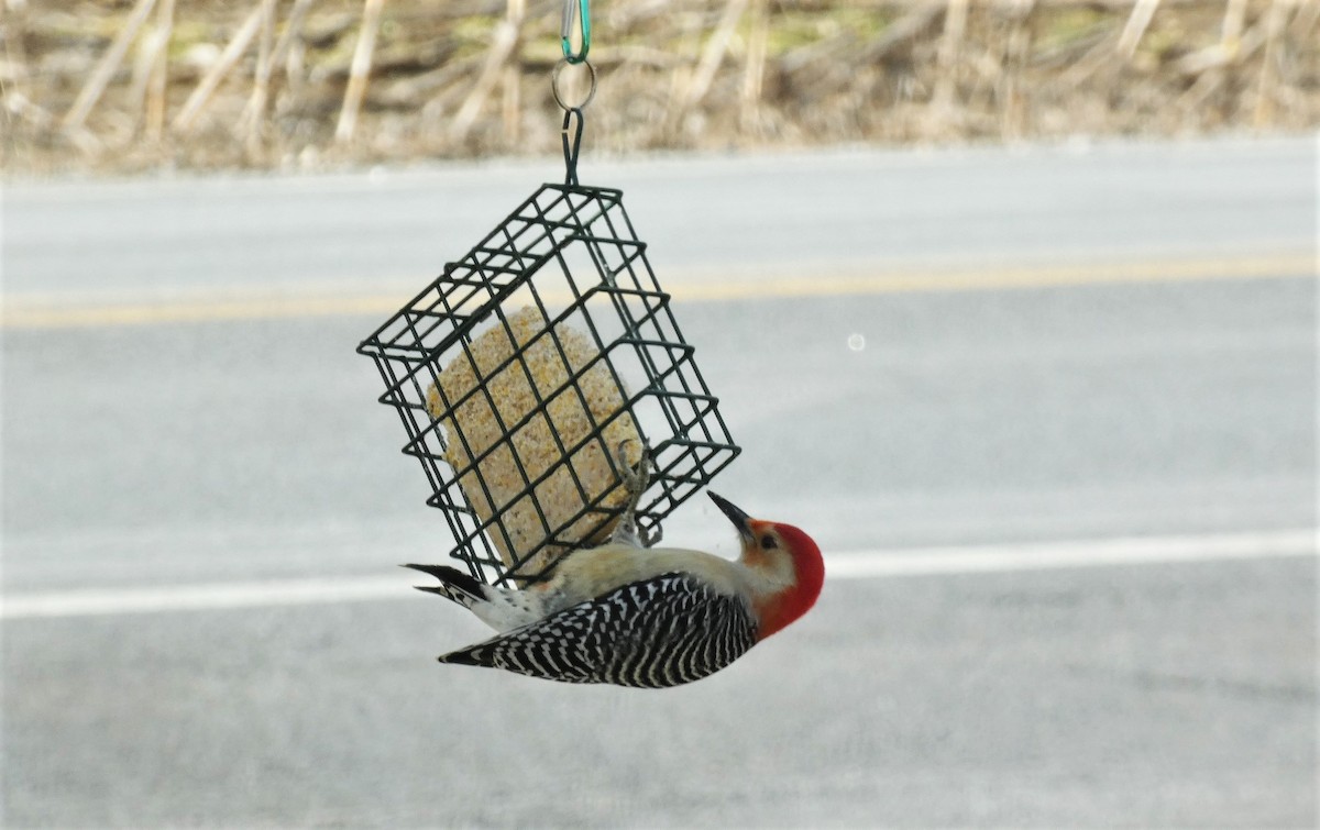 Red-bellied Woodpecker - ML614822746
