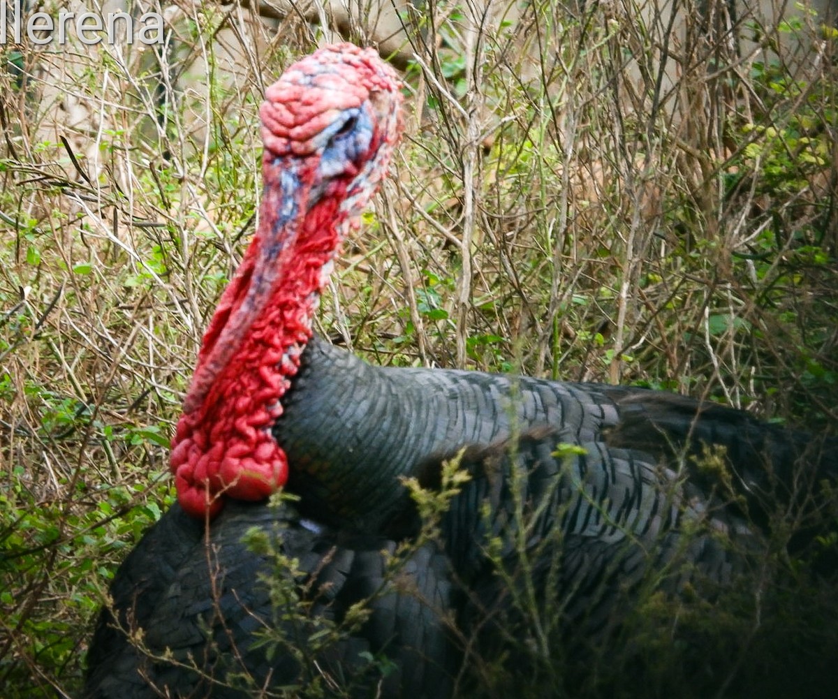 Wild Turkey (Domestic type) - Orlando Llerena