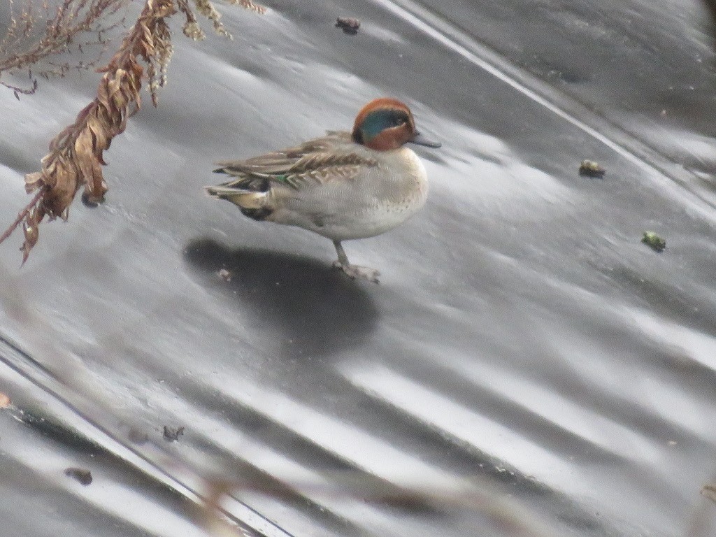 Green-winged Teal - ML614822809