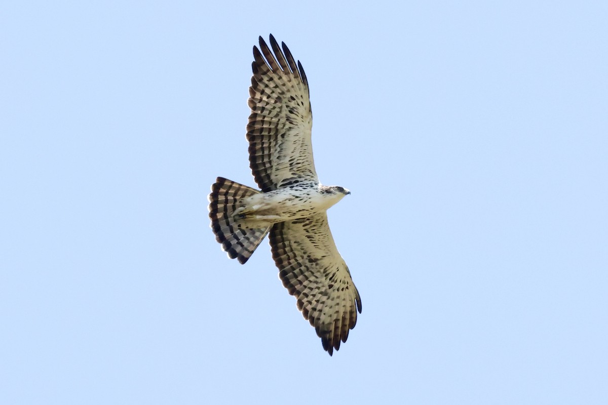 Ayres's Hawk-Eagle - Jonathan Slifkin