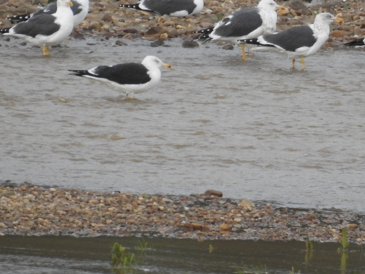 Lesser Black-backed Gull (intermedius) - ML614823224