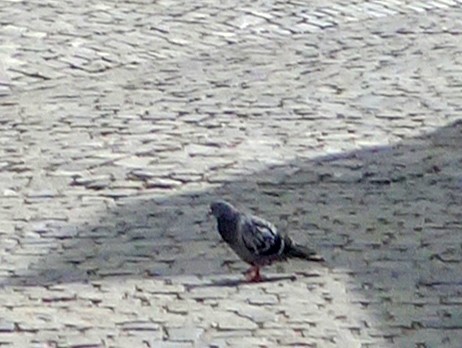 Rock Pigeon (Feral Pigeon) - ML614823234