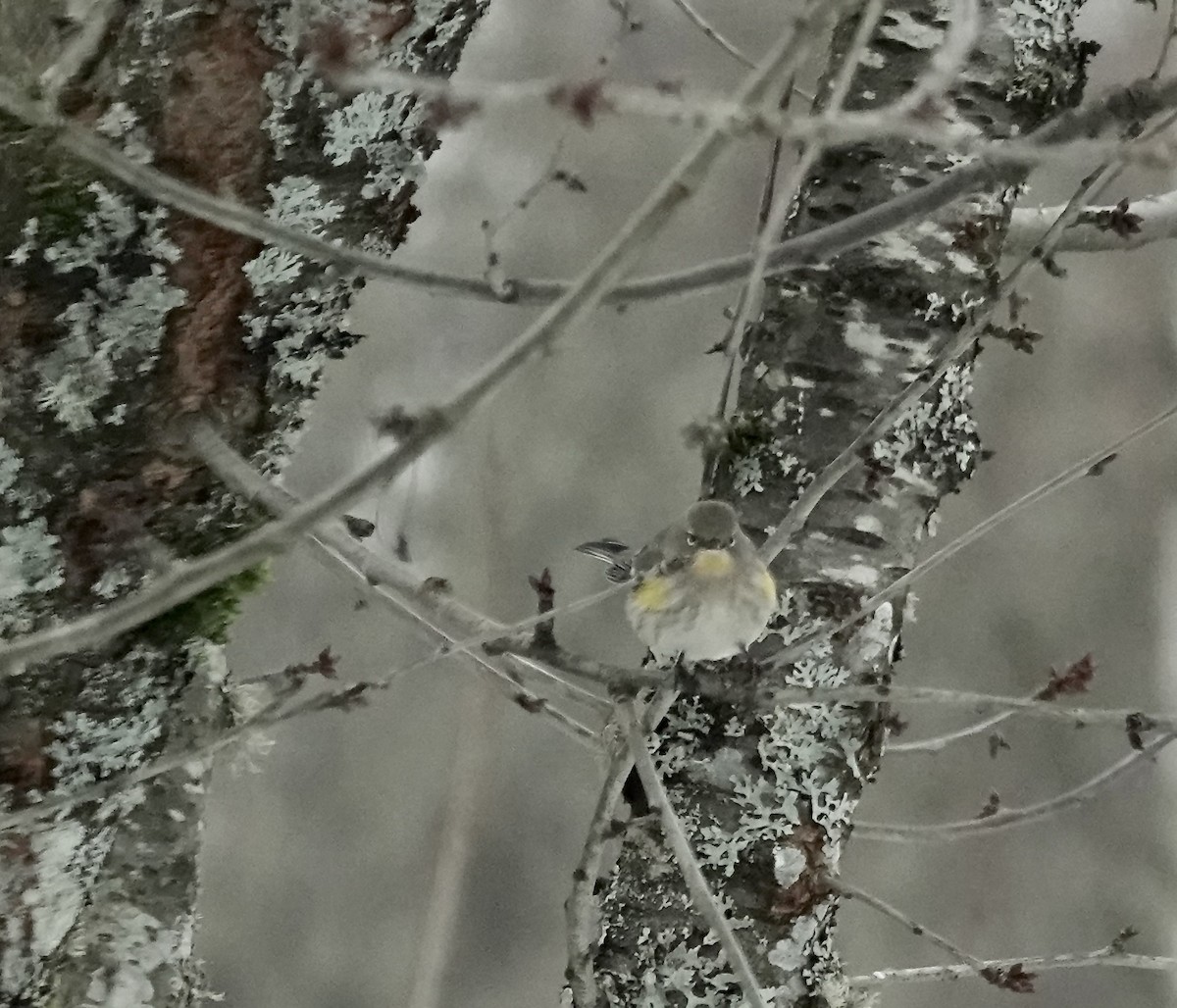 Yellow-rumped Warbler (Audubon's) - ML614823269