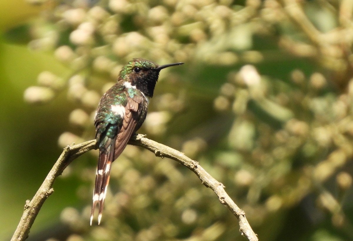 Sparkling-tailed Hummingbird - Carlos Mancera (Tuxtla Birding Club)