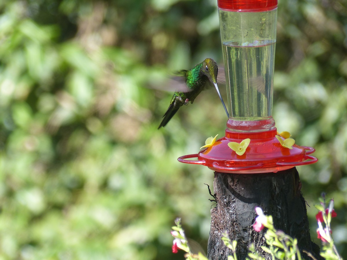 Sword-billed Hummingbird - ML614823523