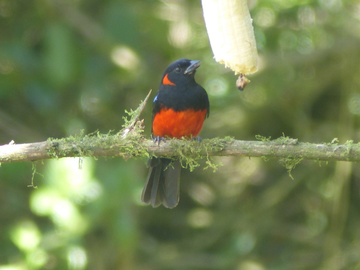 Scarlet-bellied Mountain Tanager - ML614823536