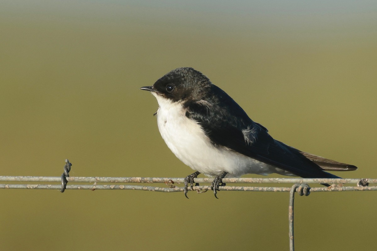 Pearl-breasted Swallow - ML614823538