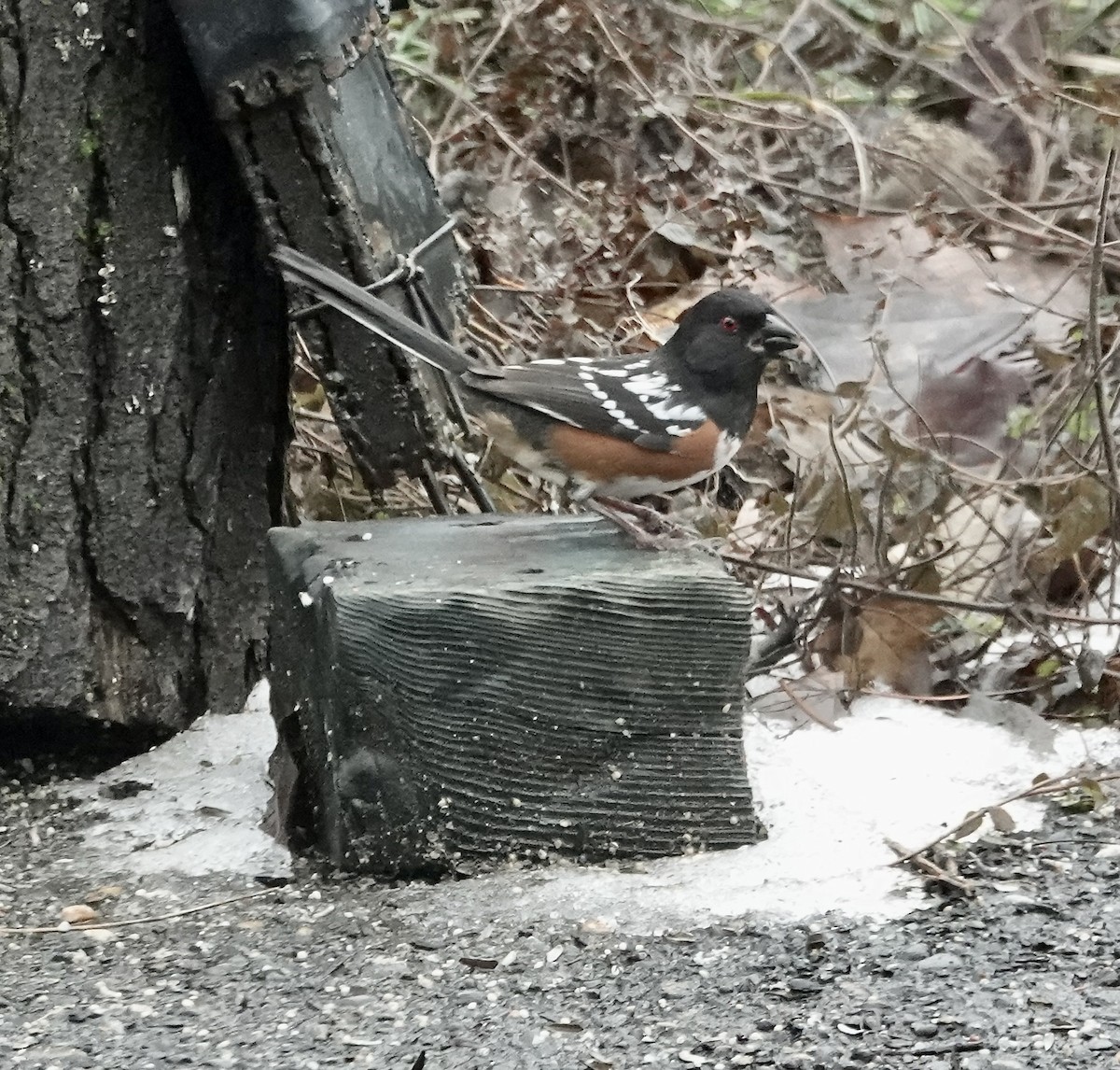Spotted Towhee - ML614823691