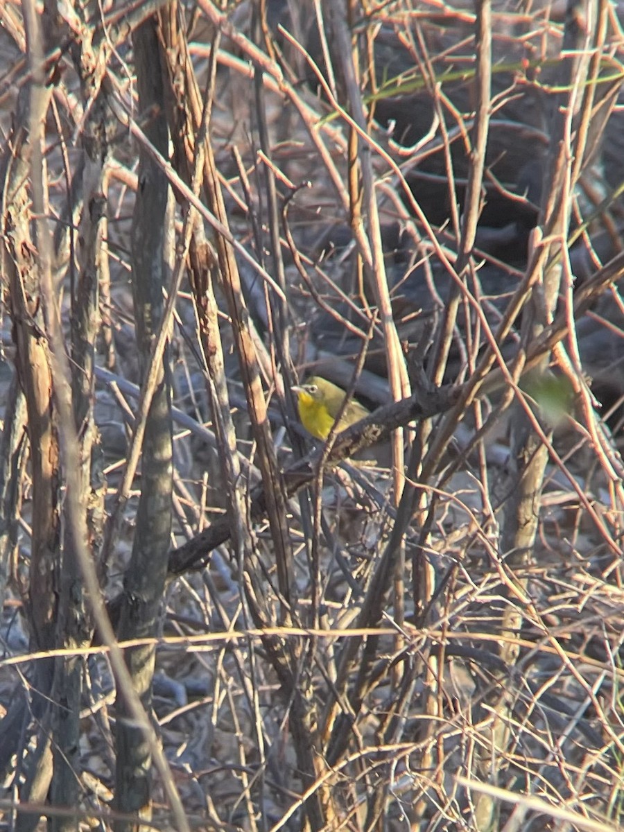 Yellow-breasted Chat - ML614823855