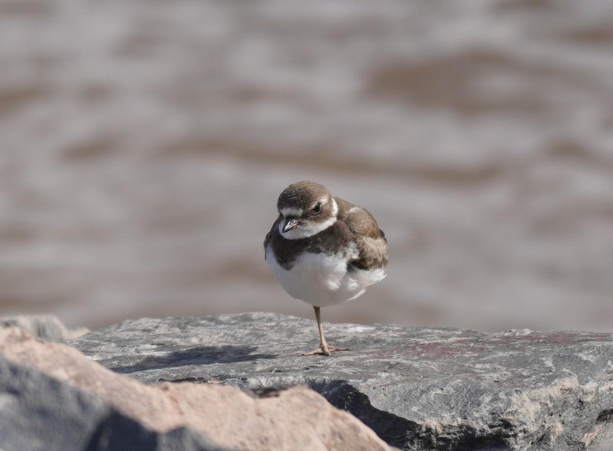 Semipalmated Plover - ML614824094