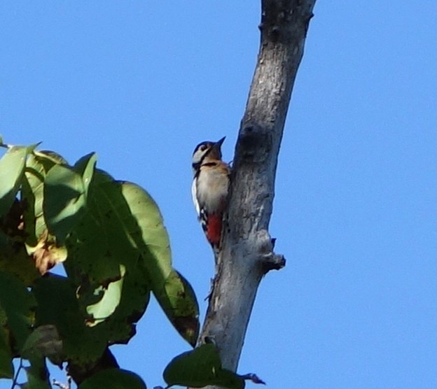 Great Spotted Woodpecker - ML614824169