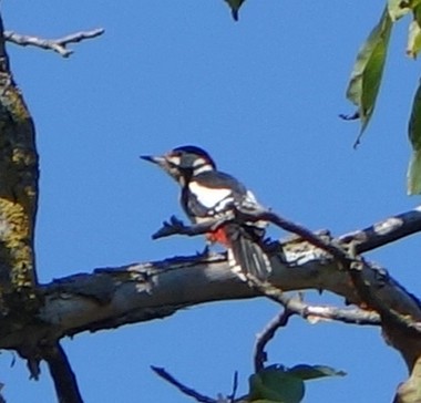 Great Spotted Woodpecker - ML614824170